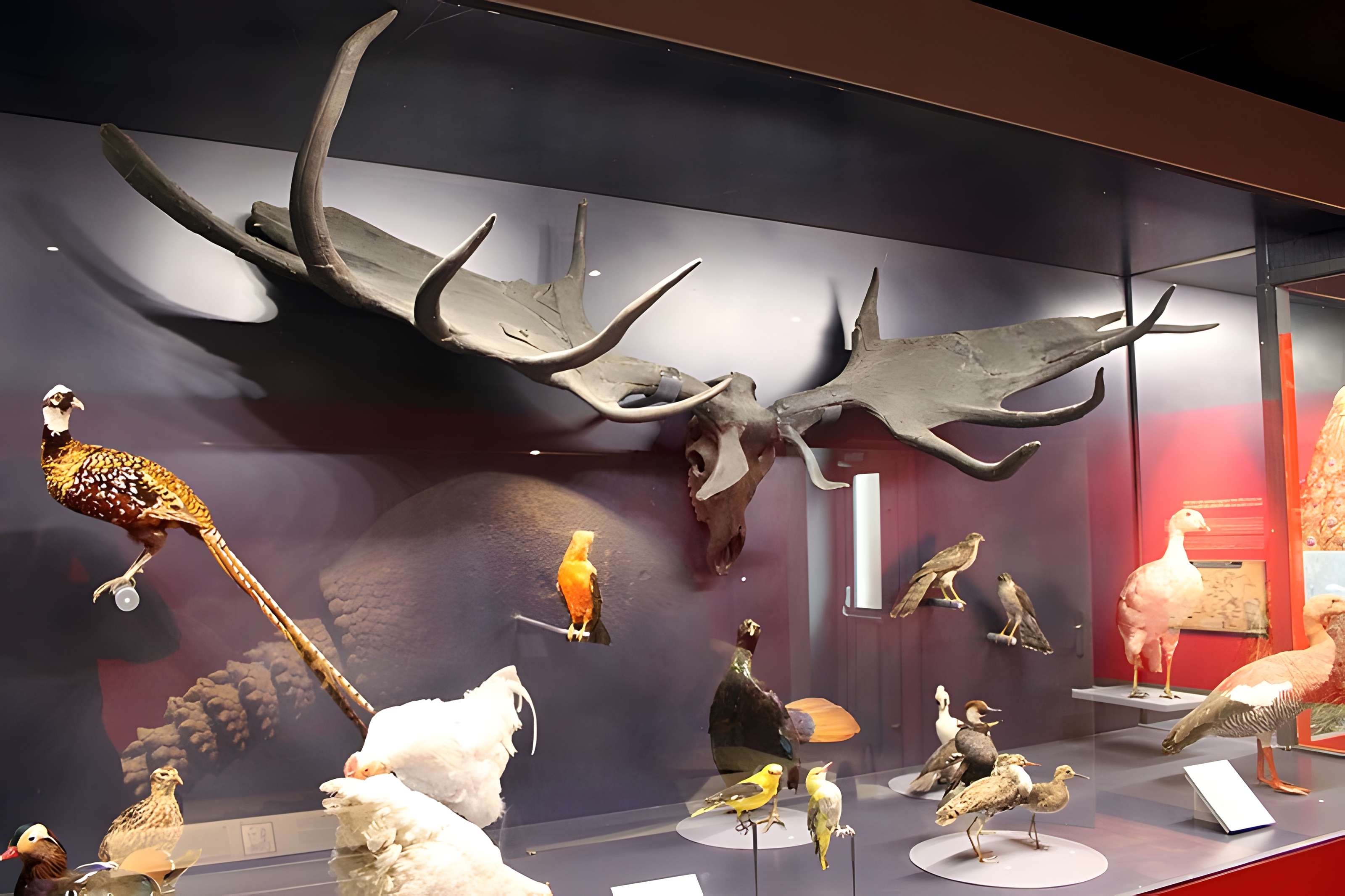 Muséum d'histoire naturelle de Dijon