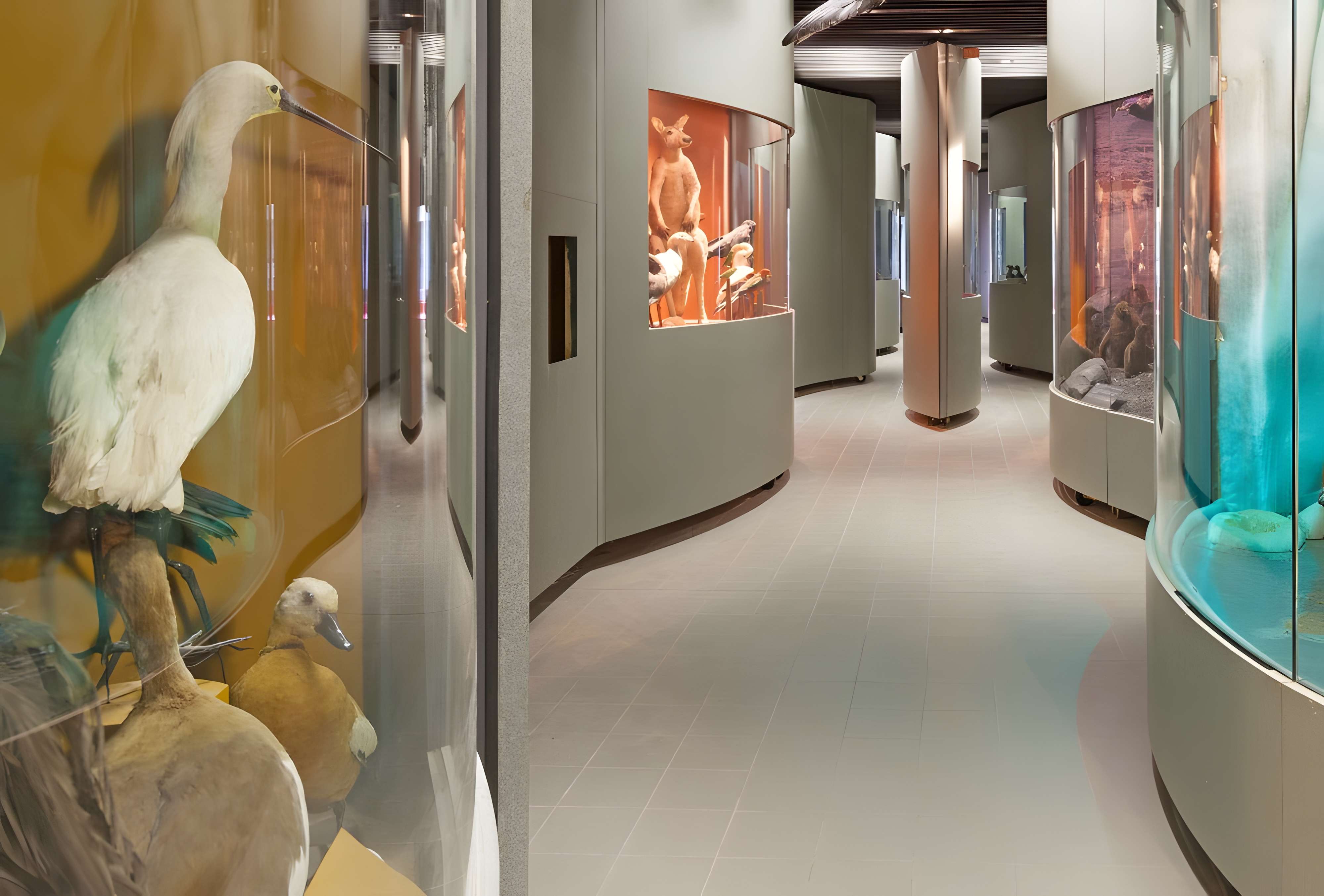 Muséum d'histoire naturelle de Dijon 