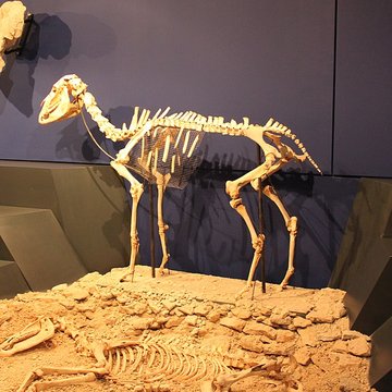 Musée du Pays Châtillonnais - Trésor de Vix