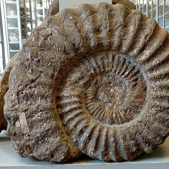 Photo de Musée municipal de Semur-en-Auxois 