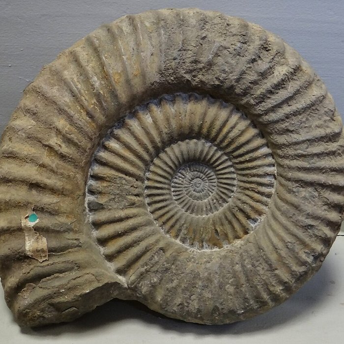 Photo de Musée municipal de Semur-en-Auxois 