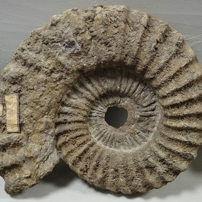 Photo de Musée municipal de Semur-en-Auxois 