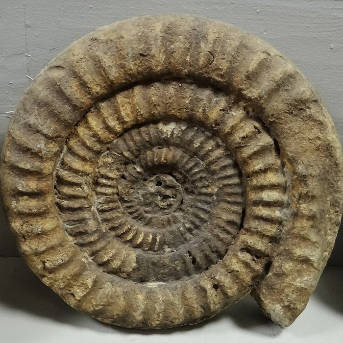 Photo de Musée municipal de Semur-en-Auxois 