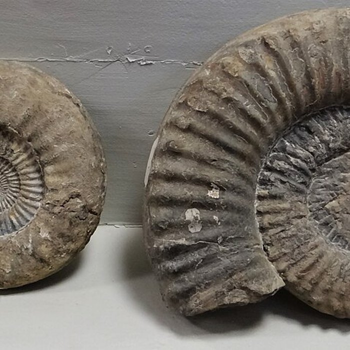 Photo de Musée municipal de Semur-en-Auxois 