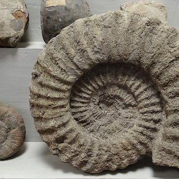 Musée municipal de Semur-en-Auxois 