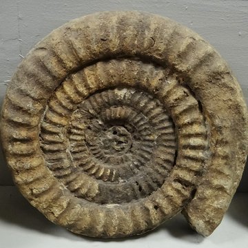 Musée municipal de Semur-en-Auxois 