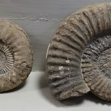 Musée municipal de Semur-en-Auxois 