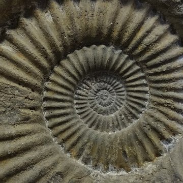 Musée municipal de Semur-en-Auxois 