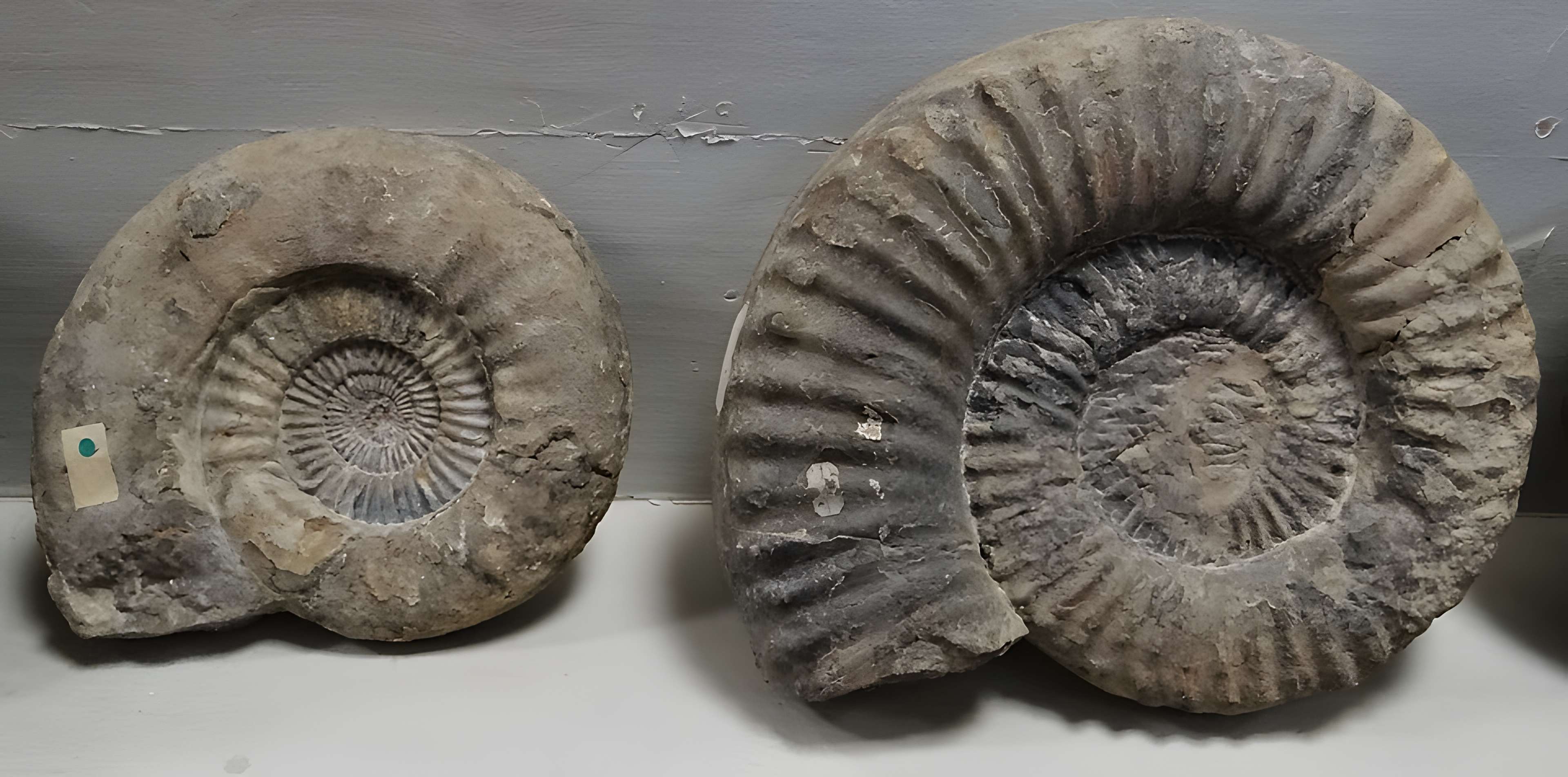 Musée municipal de Semur-en-Auxois 