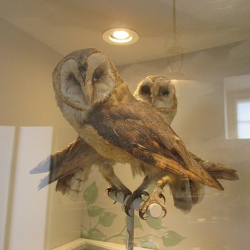 Ecomusée de la Bresse Bourguignonne à Pierre-de-Bresse