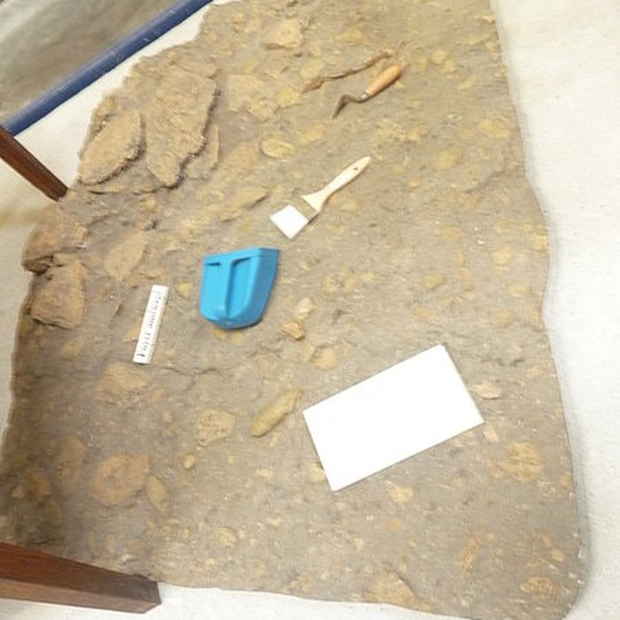 Photo de Musée de la Préhistoire finistérienne à Penmarch