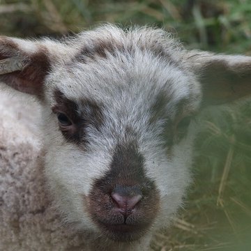 Écomusée du pays de Rennes