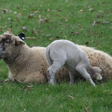 Écomusée du pays de Rennes