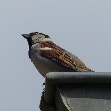 Écomusée du pays de Rennes