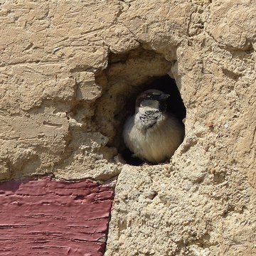 Écomusée du pays de Rennes