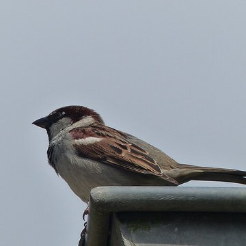 Écomusée du pays de Rennes