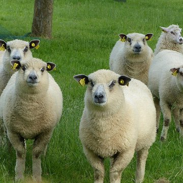 Écomusée du pays de Rennes