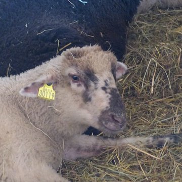 Écomusée du pays de Rennes