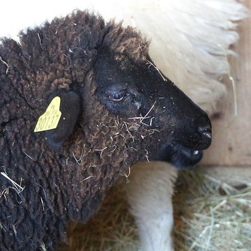 Écomusée du pays de Rennes