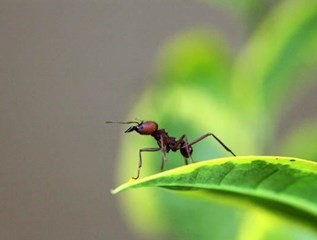 Photo de Musée de l'abeille vivante & la cité des fourmis au Faouët