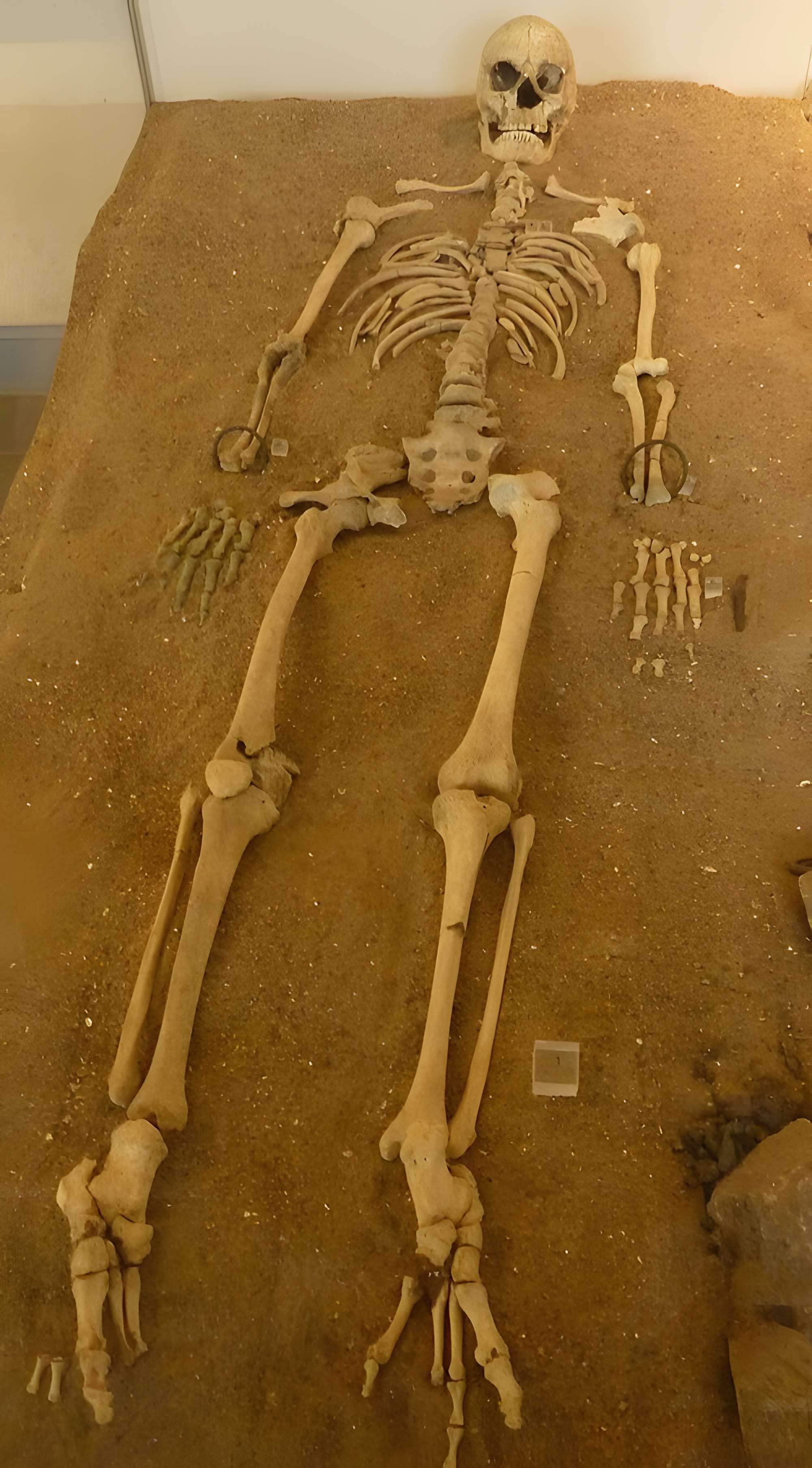 Musée de préhistoire Miln-le-Rouzic