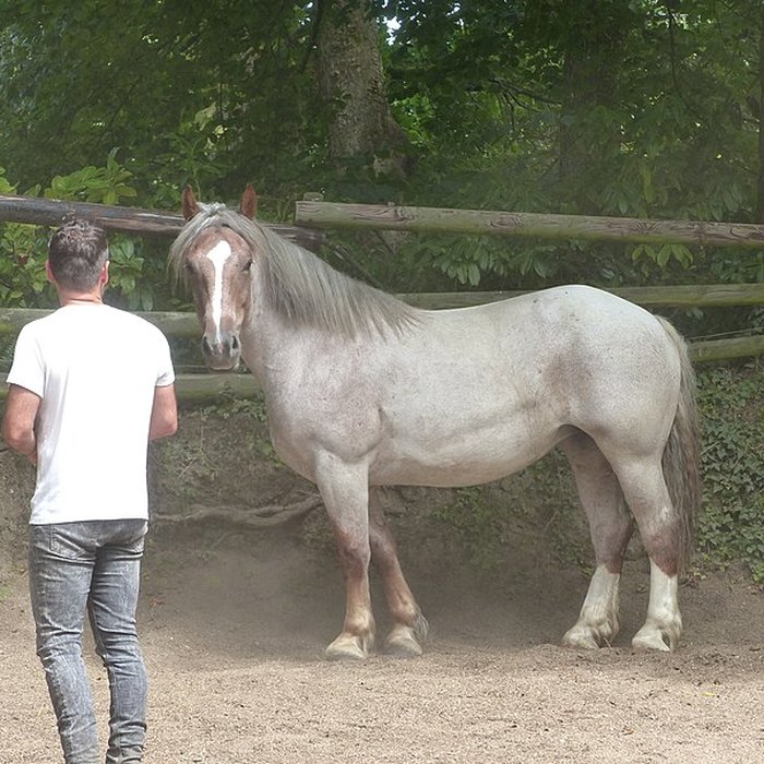 Photo de Musée du cheval en Bretagne à Hennebont