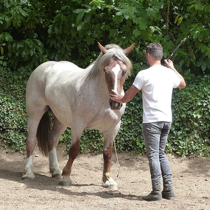 Photo de Musée du cheval en Bretagne à Hennebont