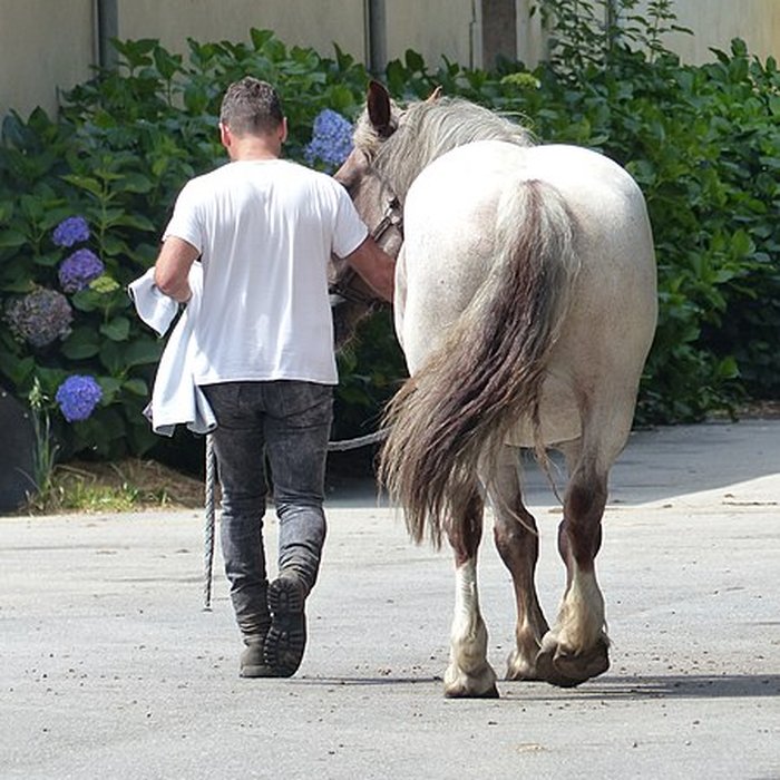 Photo de Musée du cheval en Bretagne à Hennebont
