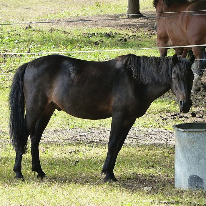 Photo de Musée du cheval en Bretagne à Hennebont