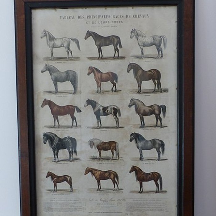 Photo de Musée du cheval en Bretagne à Hennebont