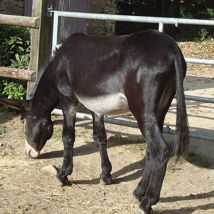 Photo de Musée du cheval en Bretagne à Hennebont