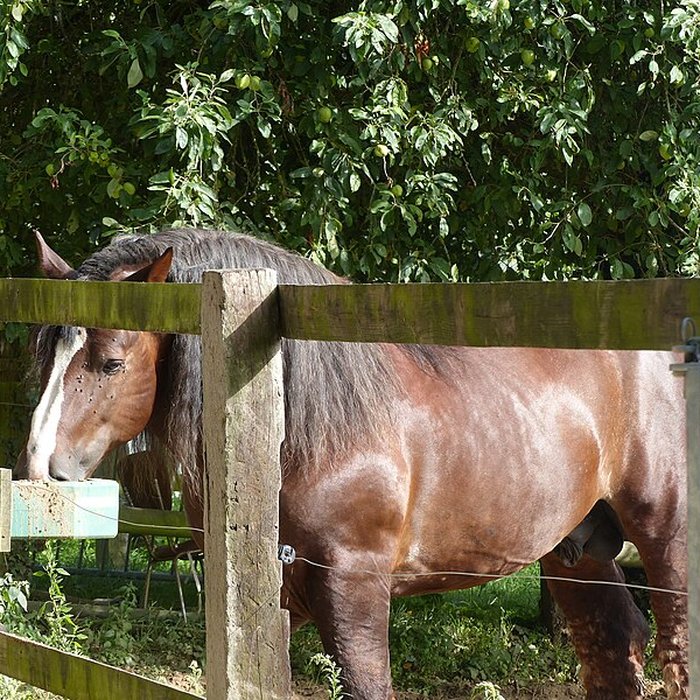 Photo de Musée du cheval en Bretagne à Hennebont