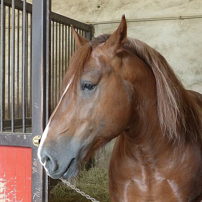 Photo de Musée du cheval en Bretagne à Hennebont