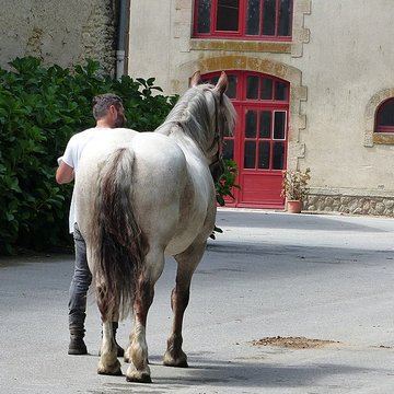 Musée du cheval en Bretagne à Hennebont