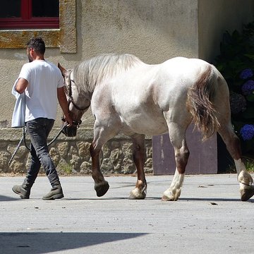 Musée du cheval en Bretagne à Hennebont