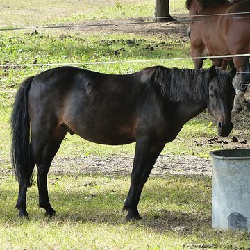 Musée du cheval en Bretagne à Hennebont