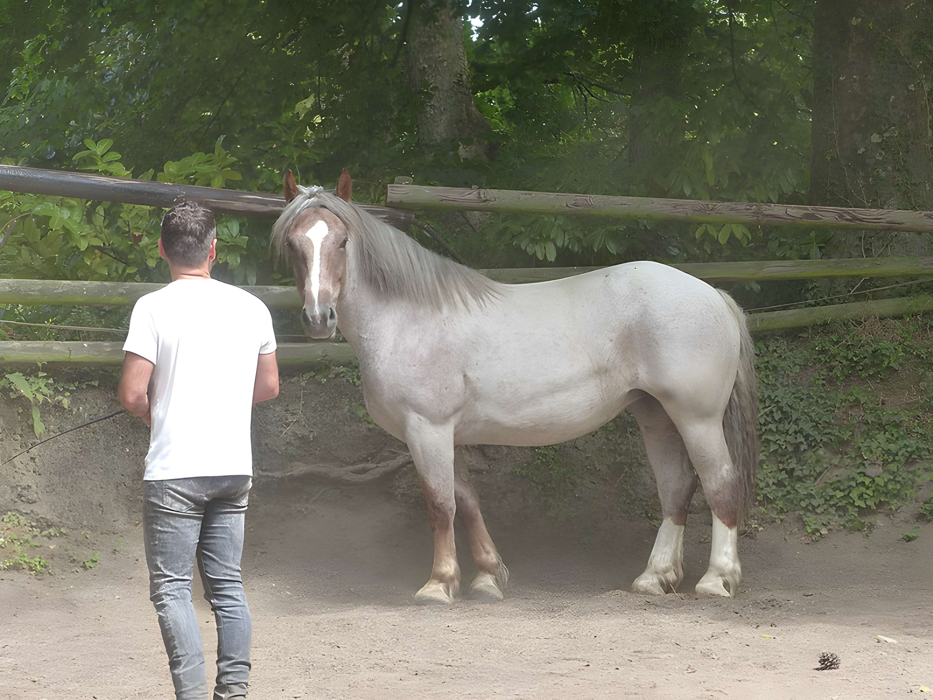 Musée du cheval en Bretagne à Hennebont