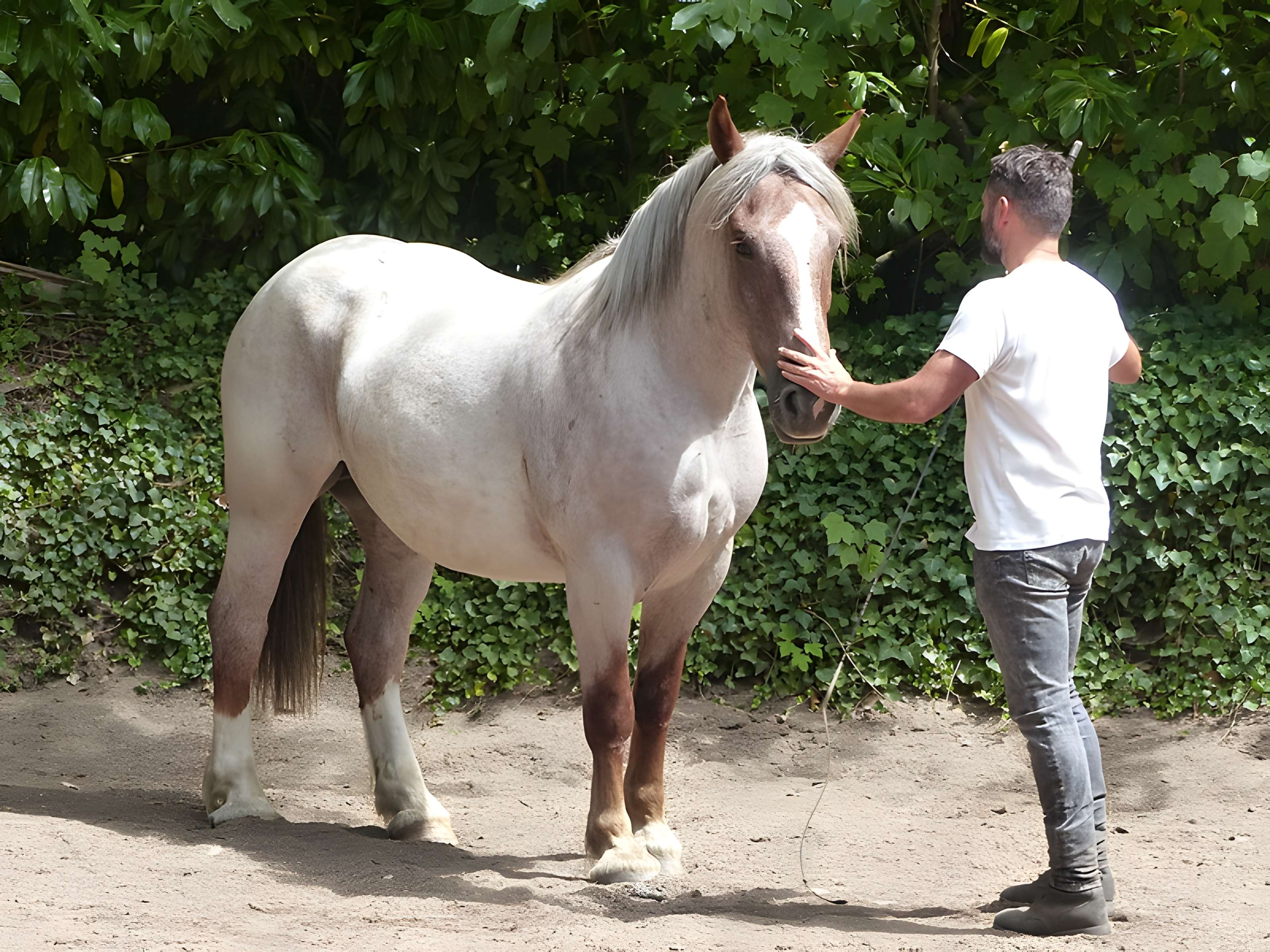 Musée du cheval en Bretagne à Hennebont