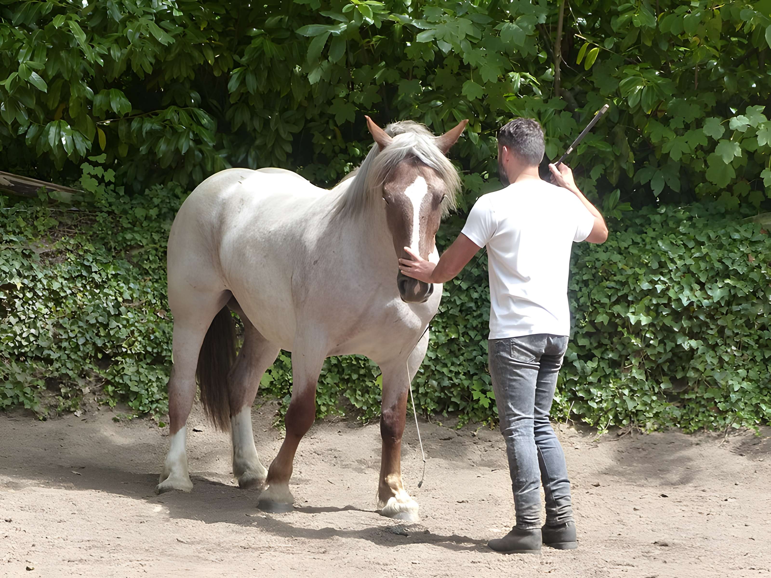 Musée du cheval en Bretagne à Hennebont