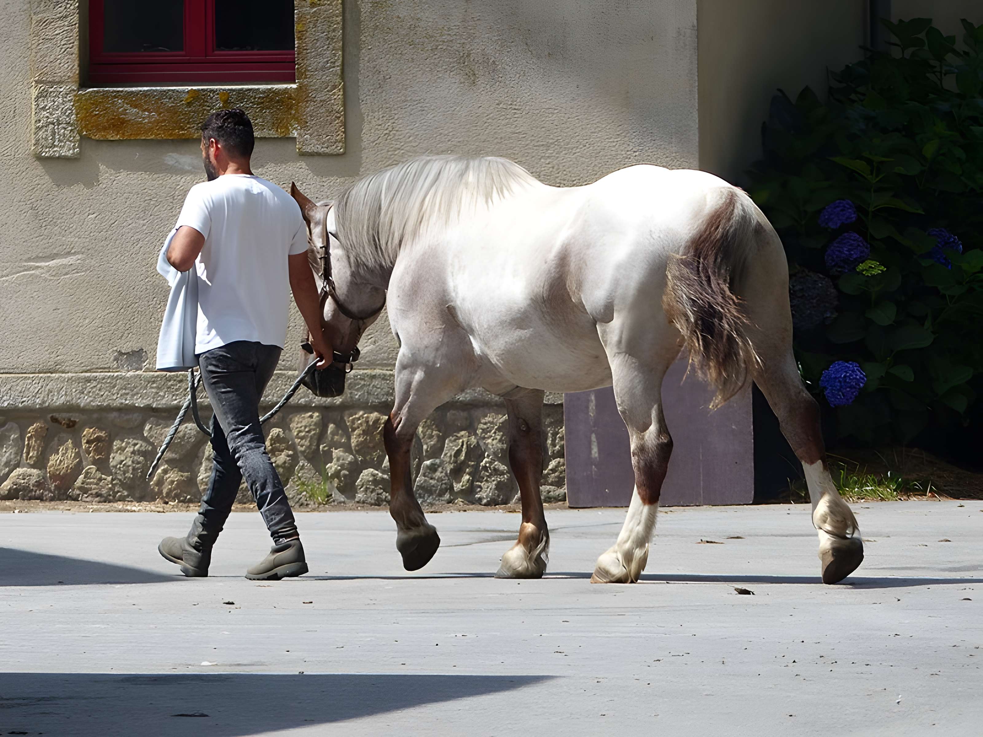 Musée du cheval en Bretagne à Hennebont