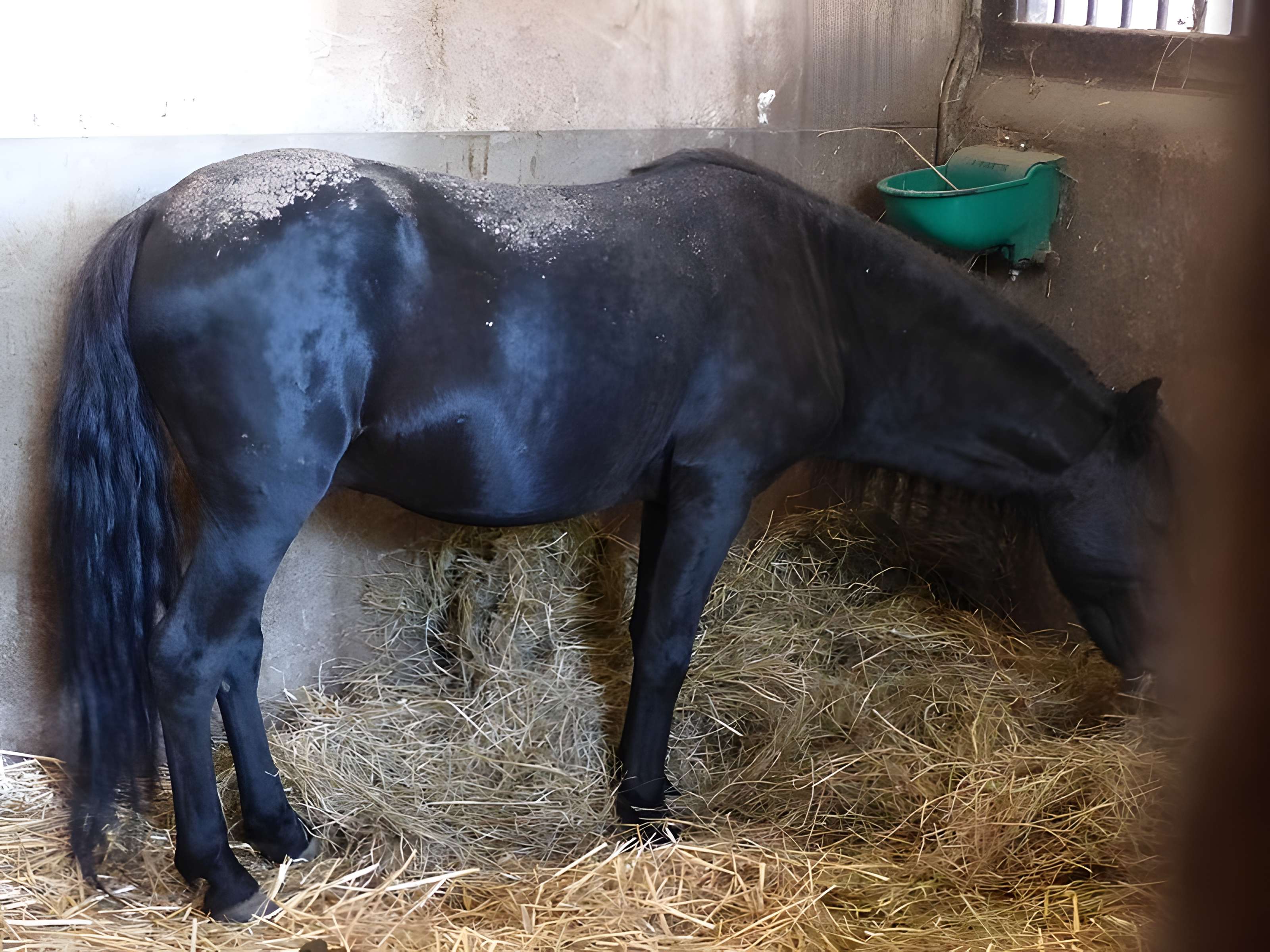 Musée du cheval en Bretagne à Hennebont