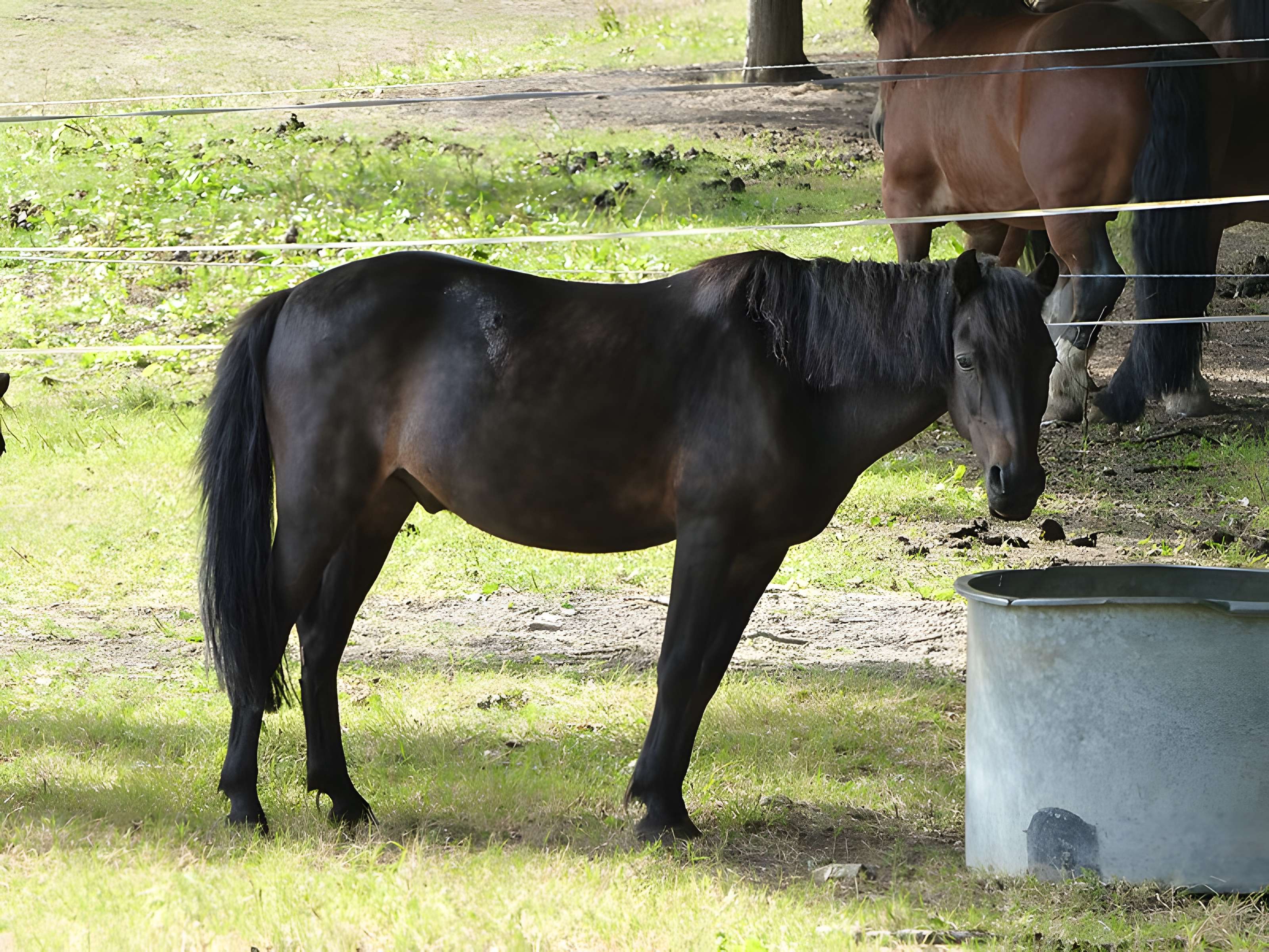 Musée du cheval en Bretagne à Hennebont
