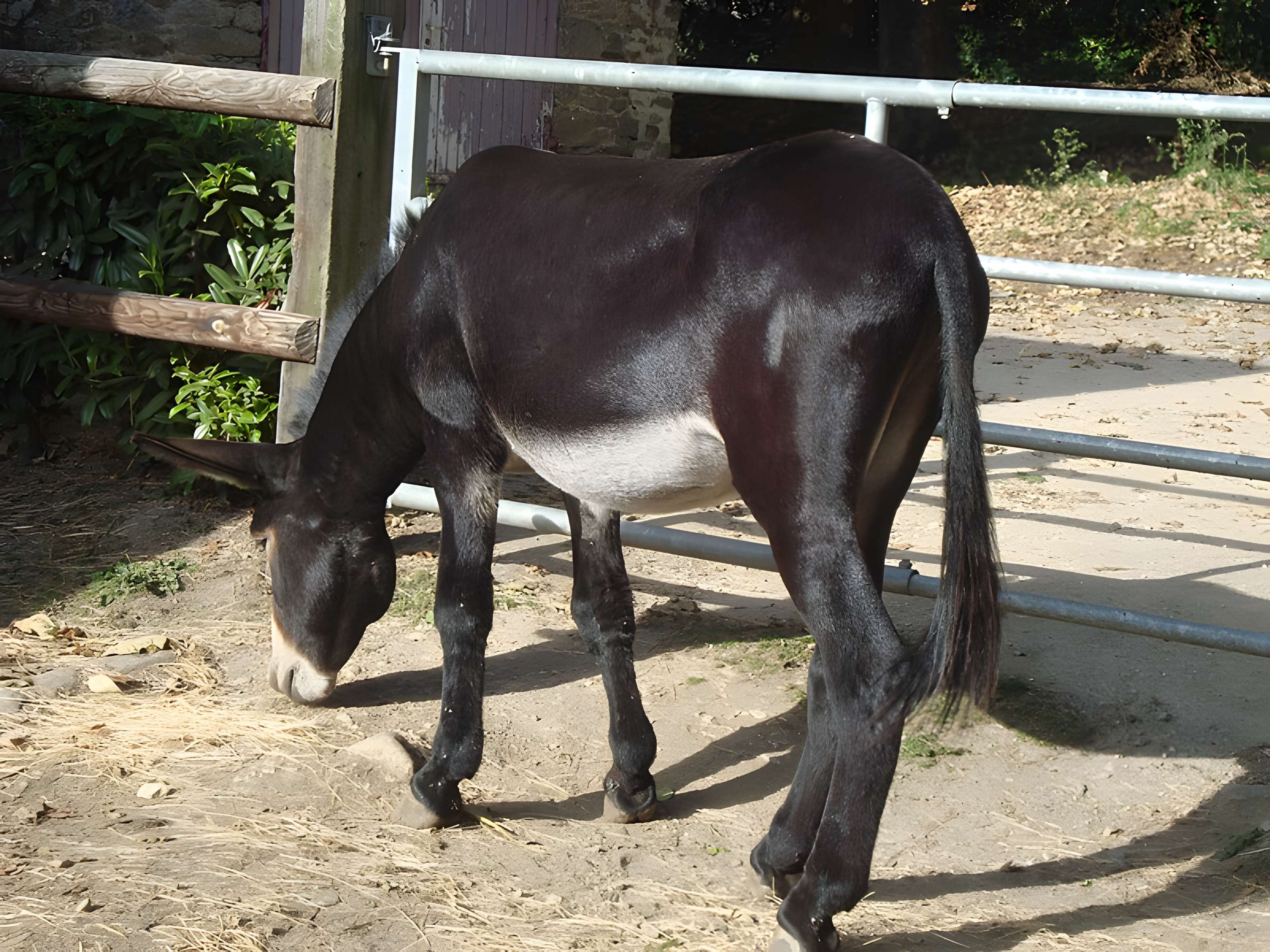 Musée du cheval en Bretagne à Hennebont