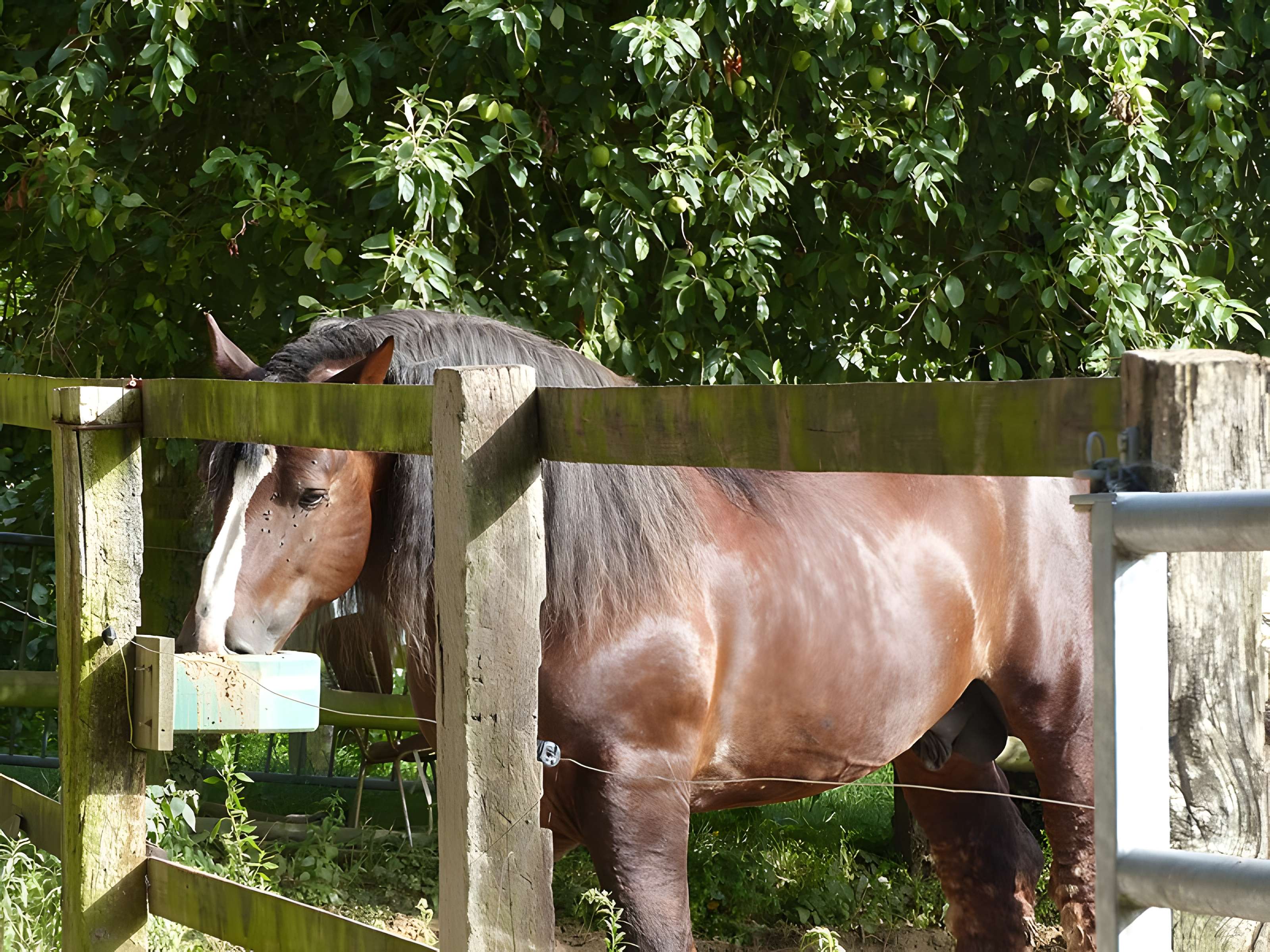 Musée du cheval en Bretagne à Hennebont