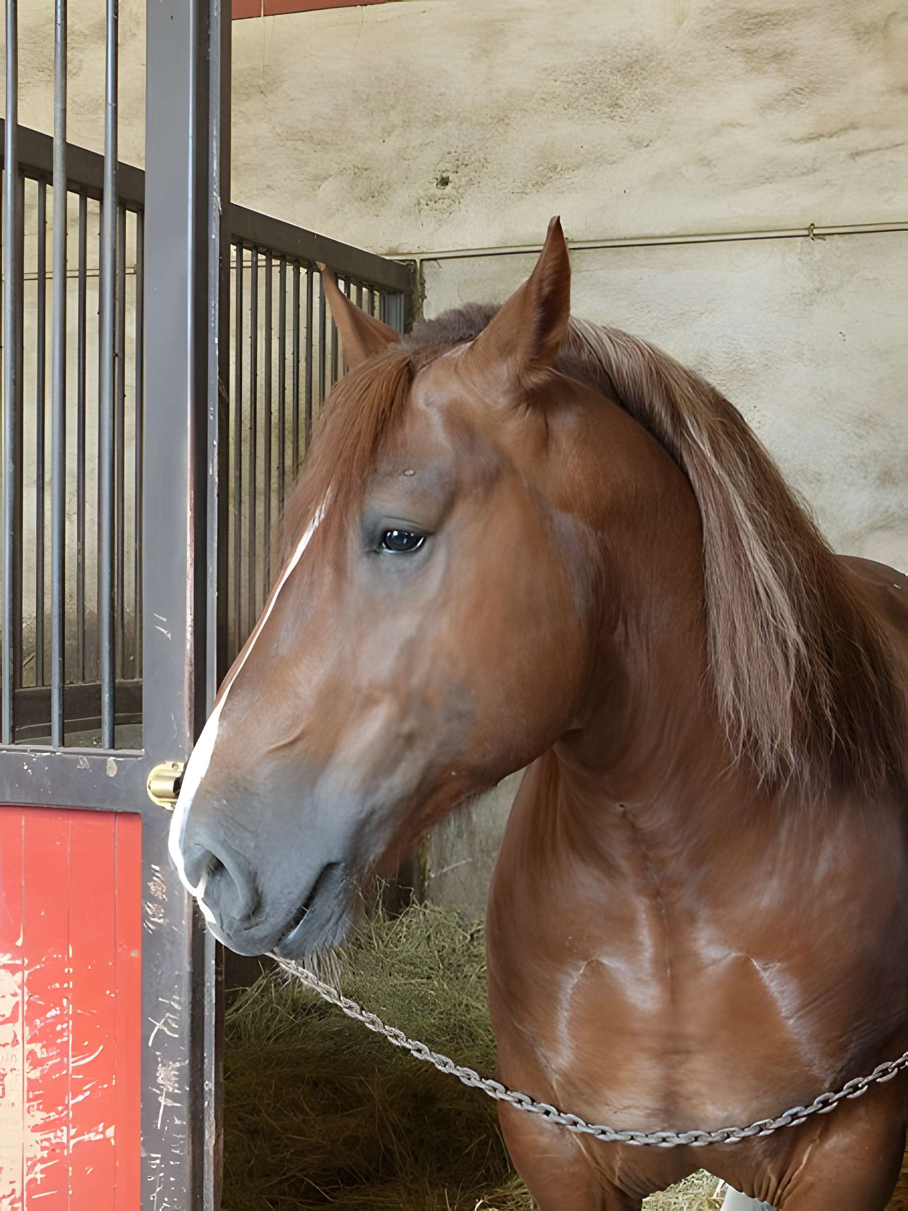 Musée du cheval en Bretagne à Hennebont