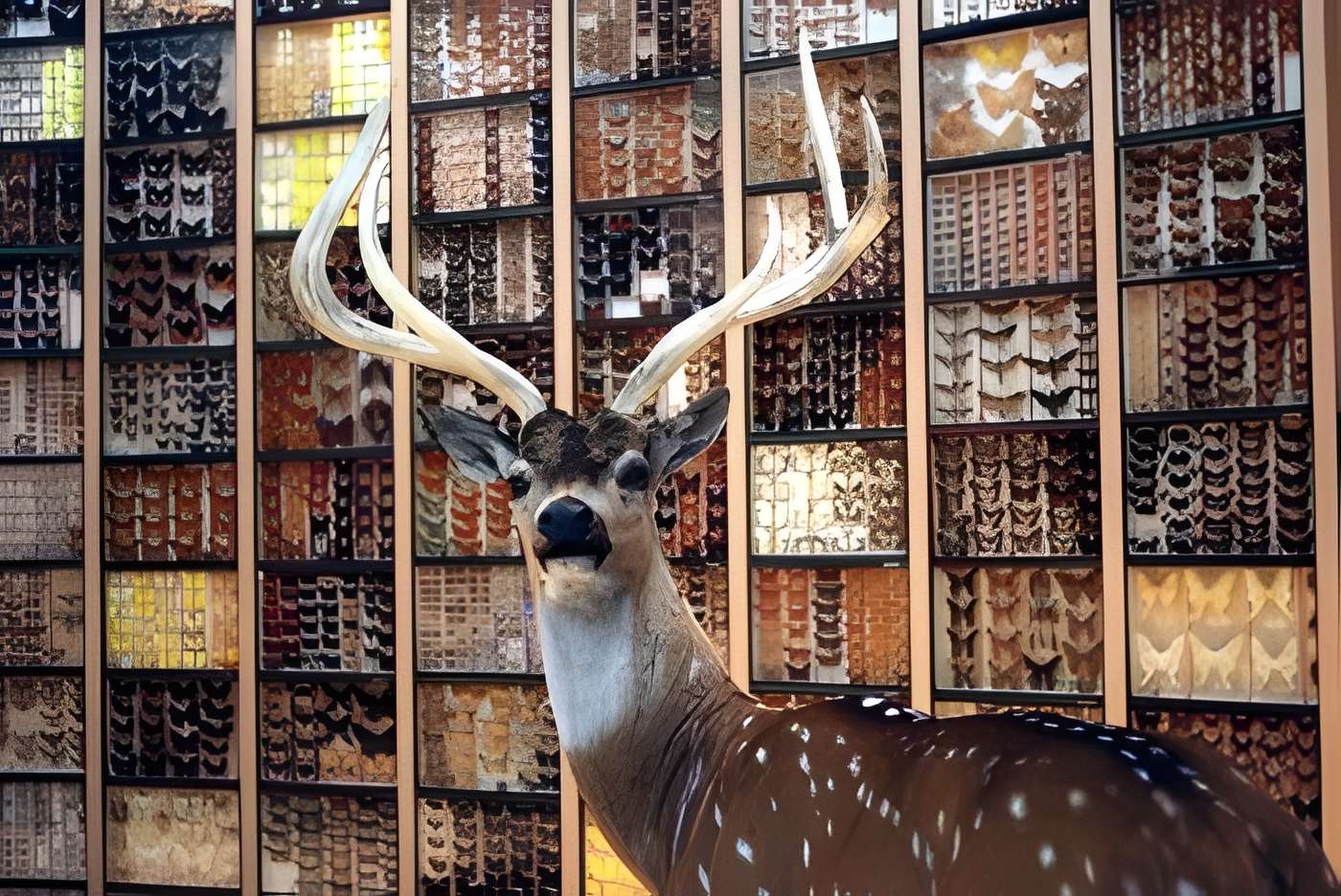 Muséum d'histoire naturelle de Bourges 