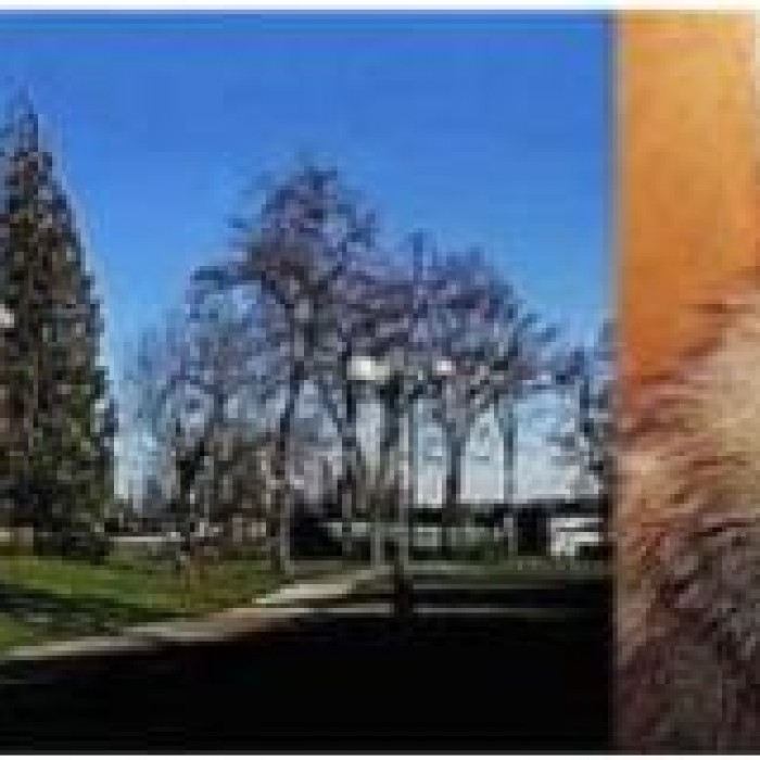 Photo de Muséum des sciences naturelles et de préhistoire de Chartres