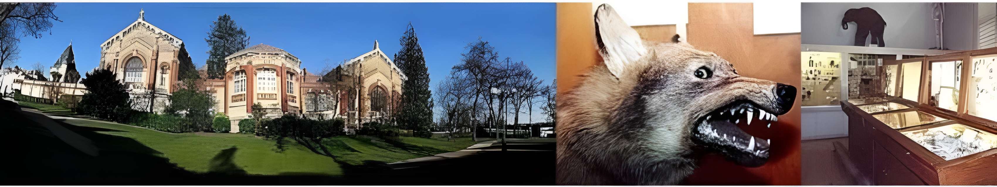 Muséum des sciences naturelles et de préhistoire de Chartres 