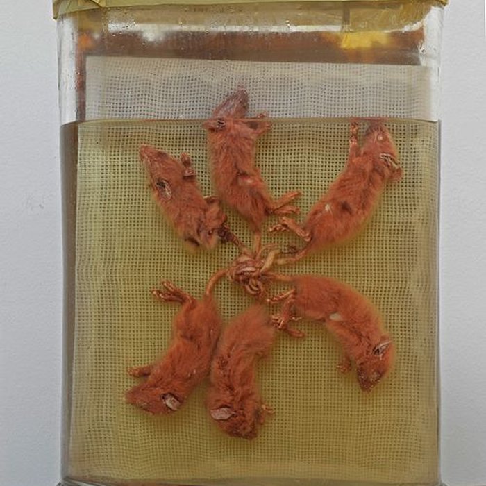 Photo de Musée des beaux-arts et dhistoire naturelle de Châteaudun