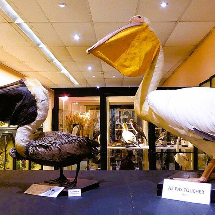 Photo de Musée des beaux-arts et dhistoire naturelle de Châteaudun